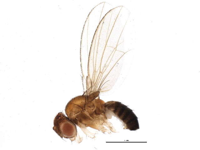 Hirtodrosophila duncani (Sturtevant 1918) resmi