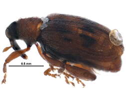 Image of European Elm Flea Weevil