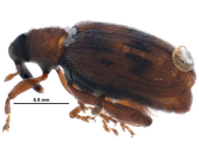 Image of European Elm Flea Weevil