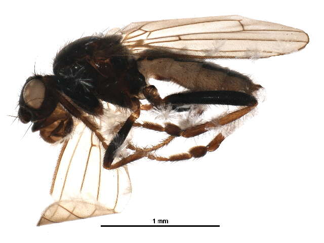 Image of Crumomyia