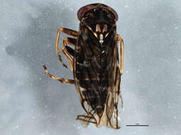 Image of Idiocerus moniliferae Osborn & Ball 1898