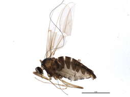 Image of Boxelder Gall Midge