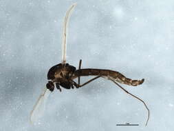 Image of Orthocladius oliveri Soponis 1977