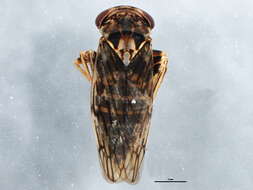 Image of Idiocerus moniliferae Osborn & Ball 1898