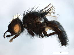 Image of Willow Catkin Flies