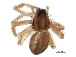 Image of Dolomedes striatus Giebel 1869