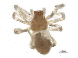 Image of Dictyna minuta Emerton 1888