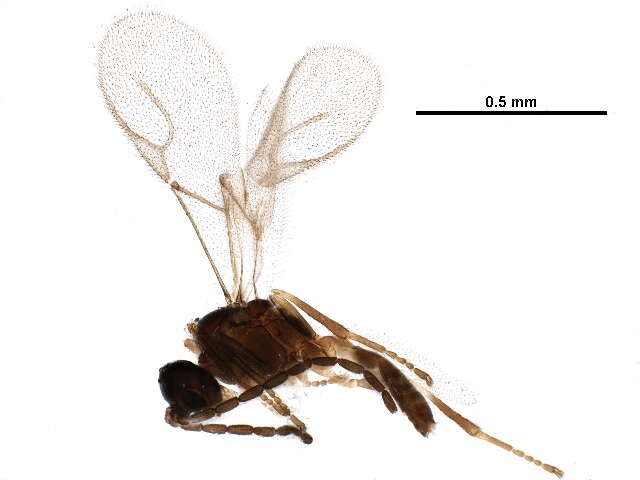 Image of Trioxys sunnysidensis Fulbright & Pike 2007