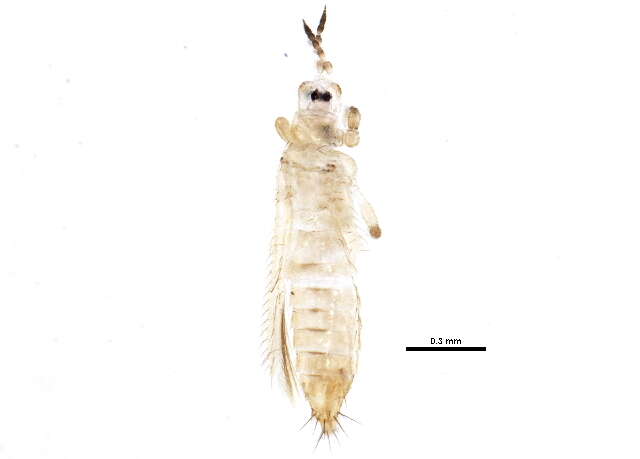 Image of Thripinae