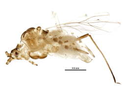 Image of Utamphorophora