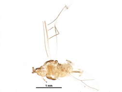 Image of Utamphorophora