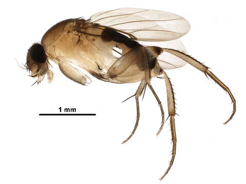 Image of Scuttle fly