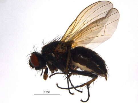 Image of Root-maggot fly