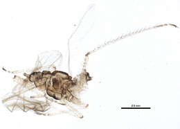 Image of Aphid