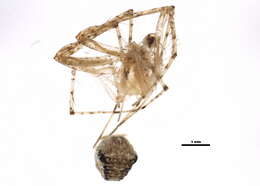 Image of Mimetus notius Chamberlin 1923