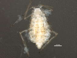 Image of Myzocallis