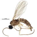 Image of Corynoptera globiformis (Frey 1945)