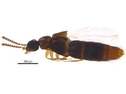 Image de Amischa decipiens (Sharp 1869)