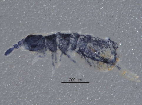 Image of Isotoma viridis Bourlet & C 1839