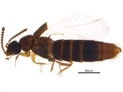 Image of Amischa decipiens (Sharp 1869)