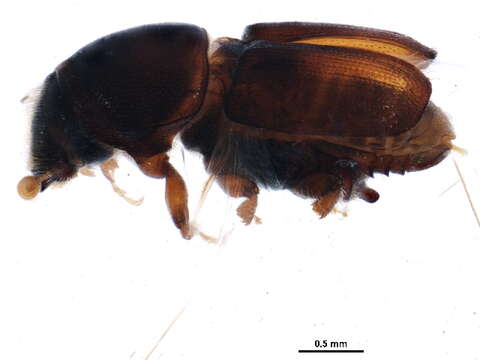 Image of Dutch elm disease beetle