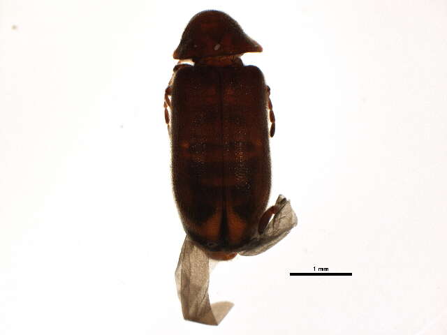 صورة Ernobius punctulatus (Le Conte 1859)