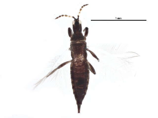 Image of Leptothrips