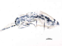 Image of Entomobrya intermedia Brook & G 1884