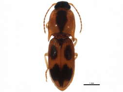 Image of <i>Aeolus mellillus</i>