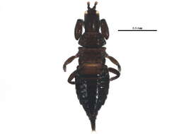 Image of Bactrothrips