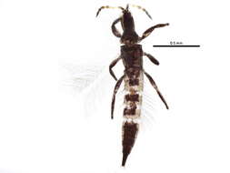 Image of Leptothrips