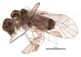 Image of Blastopsocus semistriatus (Walsh 1862)