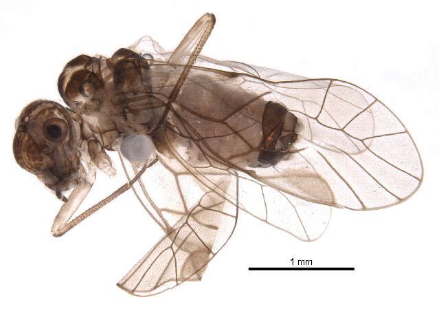 Image of Blastopsocus semistriatus (Walsh 1862)