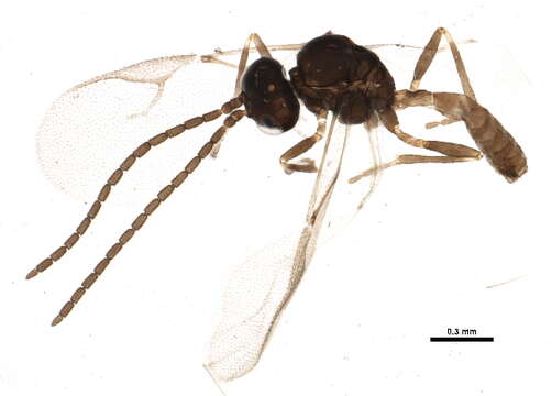 Image of Aphidius schimitscheki (Stary 1960)