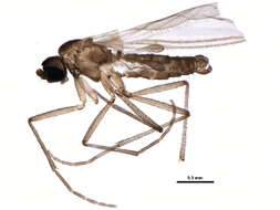 Image of Epidapus microthorax (Borner 1903)