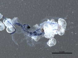 Image of Dicyrtomoidea