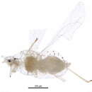 Image of Hornbeam aphid