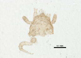 Image of Ameroseiidae