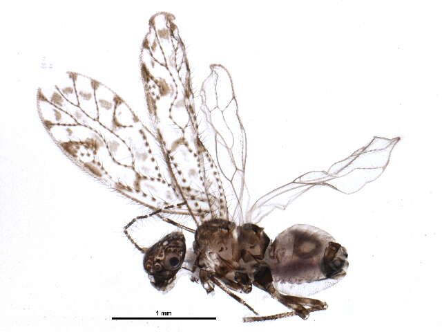 Aaroniella badonneli (Danks & L. 1950) resmi