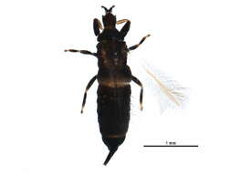 صورة Hoplothrips japonicus (Karny 1913)