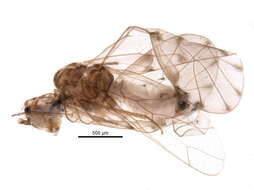 Image of Bark lice