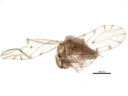 Image of Bark lice