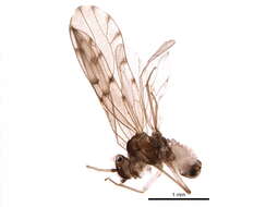 Image of Bark lice