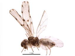 Image of Bark lice