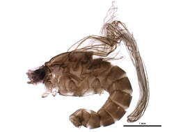 Image of Baetis intercalaris McDunnough 1921