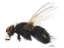 Image of Graphogaster