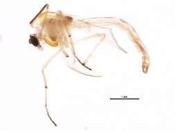 Image of Cryptochironomus