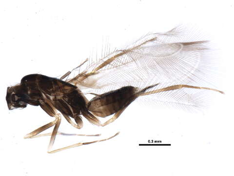Image of Erythmelus