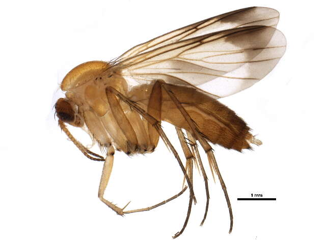 Image of Greenomyia