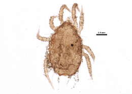 Image of Ameroseiidae